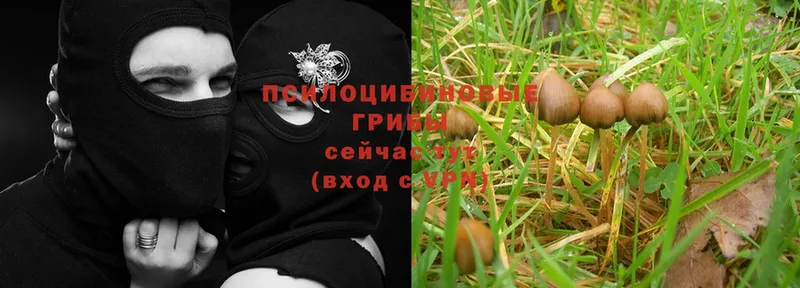 купить закладку  Белокуриха  Галлюциногенные грибы Psilocybe 